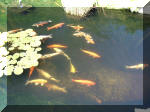 Le bassin de jardin d'Aquatechnobel de jour 2  10 