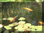 Le bassin de jardin d'Aquatechnobel de jour 2  12 