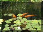 Le bassin de jardin d'Aquatechnobel de jour 2  11 