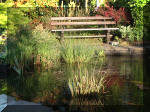 Le bassin de jardin d'Aquatechnobel de jour 2  15 