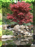 Le bassin de jardin d'Aquatechnobel de jour 2  22 