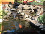 Le bassin de jardin d'Aquatechnobel de jour 2  39 