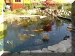 Le bassin de jardin d'Aquatechnobel de jour 2  31 
