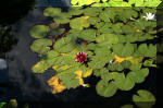 Le bassin de jardin d'Aquatechnobel de jour 2  48 