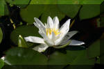 Le bassin de jardin d'Aquatechnobel de jour 2  51 