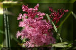 Le bassin de jardin d'Aquatechnobel de jour 3  48 