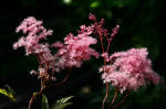 Le bassin de jardin d'Aquatechnobel de jour 3  47 