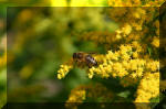 Le bassin de jardin d'Aquatechnobel de jour 3  45 