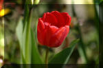 Le bassin de jardin d'Aquatechnobel de jour 3  29 