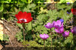 Le bassin de jardin d'Aquatechnobel de jour 4  45 