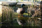 Le bassin de jardin d'Aquatechnobel de jour 4  43 