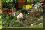 Le bassin de jardin d'Aquatechnobel de jour 4  9 