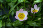 Le bassin de jardin d'Aquatechnobel de jour 4  3 