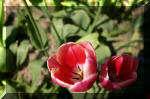 Le bassin de jardin d'Aquatechnobel de jour 5  48 