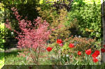 Le bassin de jardin d'Aquatechnobel de jour 5  37 