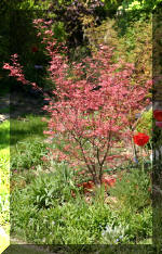 Le bassin de jardin d'Aquatechnobel de jour 5  50 