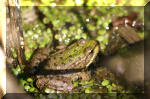 Le bassin de jardin d'Aquatechnobel de jour 5  27 