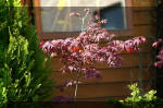 Le bassin de jardin d'Aquatechnobel de jour 5  21 