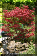 Le bassin de jardin d'Aquatechnobel de jour 5  2 