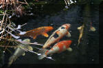 Le bassin de jardin d'Aquatechnobel de jour 6  6 