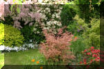 Le bassin de jardin d'Aquatechnobel de jour 6  37 