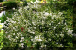 Le bassin de jardin d'Aquatechnobel de jour 6  26 