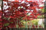 Le bassin de jardin d'Aquatechnobel de jour 6  22 