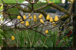 Le bassin de jardin d'Aquatechnobel de jour 7  36 