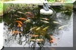 Le bassin de jardin d'Aquatechnobel de jour 7  34 