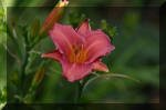 Le bassin de jardin d'Aquatechnobel de jour 7  19 