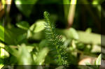 Le bassin de jardin d'Aquatechnobel de jour 7  6 