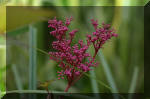 Le bassin de jardin d'Aquatechnobel de jour 8  48 