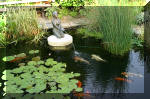 Le bassin de jardin d'Aquatechnobel de jour 8  35 