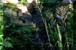 Le bassin de jardin d'Aquatechnobel de jour 8  11 