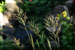 Le bassin de jardin d'Aquatechnobel de jour 8  9 