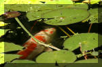 Le bassin de jardin d'Aquatechnobel de jour 8  4 