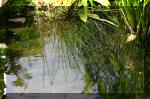 Le bassin de jardin d'Aquatechnobel de jour 8  5 