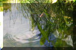 Le bassin de jardin d'Aquatechnobel de jour 8  2 