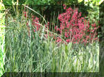 Le bassin de jardin d'Aquatechnobel de jour 9  40 