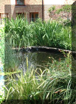 Le bassin de jardin d'Aquatechnobel de jour 9  31 