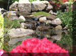 Le bassin de jardin d'Aquatechnobel de jour 9  27 
