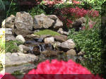 Le bassin de jardin d'Aquatechnobel de jour 9  24 