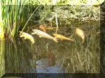 Le bassin de jardin d'Aquatechnobel de jour 9  16 