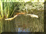 Le bassin de jardin d'Aquatechnobel de jour 9  15 