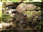 Le bassin de jardin d'Aquatechnobel de jour 9  14 