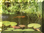 Le bassin de jardin d'Aquatechnobel de jour 9  12 