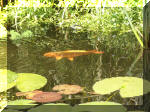 Le bassin de jardin d'Aquatechnobel de jour 9  10 