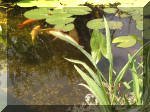 Le bassin de jardin d'Aquatechnobel de jour 9  9 