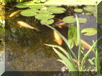 Le bassin de jardin d'Aquatechnobel de jour 9  8 