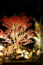 Le bassin de jardin d'Aquatechnobel la nuit 2  15 